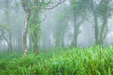 Ancient tropical rainforest in the morning mist.