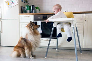 child eats sitting in a child's chair, and a rough collie is waiting for a piece to fall