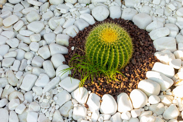 cactus grows on white pebbles