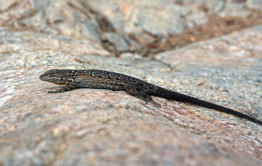 Male Baja California Brush Lizard (Urosaurus microscutatus)