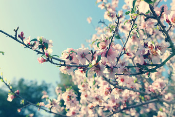 background of spring cherry blossoms tree. selective focus.