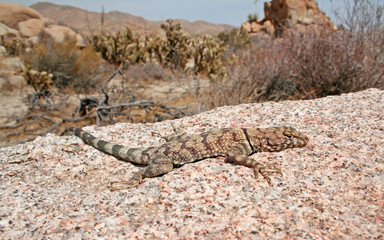 Banded Rock Lizard (Petrosaurus mearnsi)