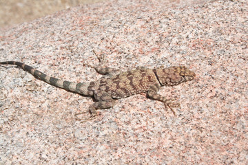 Mearn's Rock Lizard (Petrosaurus mearnsi)