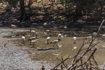Obraz premium Gruppe von Langschnäbeln stolziert durch den Teich