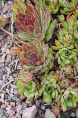 Sempervivum tectorum or common houseleek plant on ground