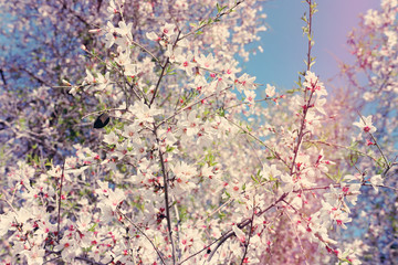 background of spring almond blossoms tree. selective focus.