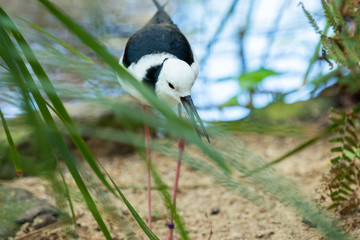 Black-winged Stilt