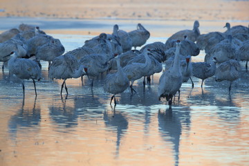 Sandhill Crane, Bosque del Apache Wildlife Reserve New Mexico USA