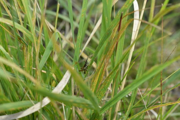  grasshopper in green grass bokeh