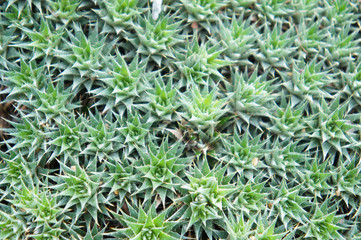 Abromeitiella brevifolia many green plants close up background
