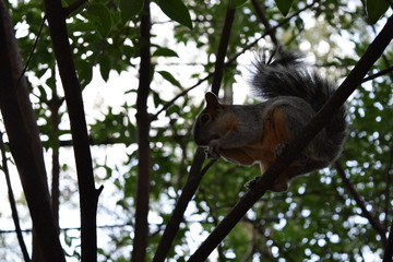 squirrel