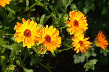 Calendula officinalis or pot marigold orange flowers