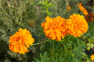 Tagetes patula nana orange bonanza flowers with green