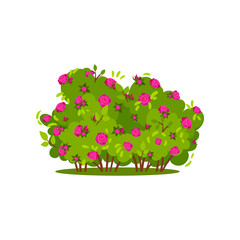 Fototapeta premium Small green bushes with bright pink roses. Beautiful flowers. Garden plant. Spring season. Flat vector icon