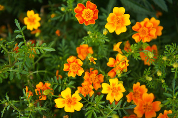 Fototapeta premium Tagetes tenuifolia or signet marigold or golden marigold yellow orange flowers with green leaves