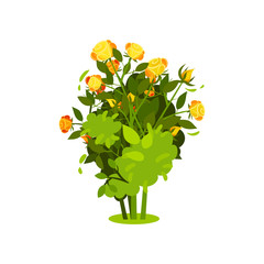 Flat vector icon of bush with bright yellow-orange roses and green leaves. Shrub with beautiful flowers. Garden plant