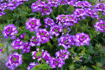 Verbena hybrida purple flowers in garden