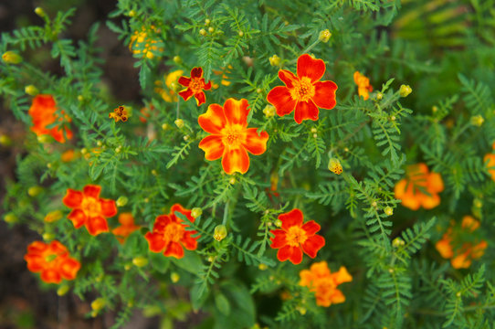 Tagetes tenuifolia or signet marigold or golden marigold red flowers with green leaves