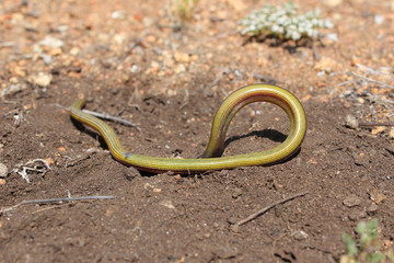 Southern California Legless Lizard underbelly 