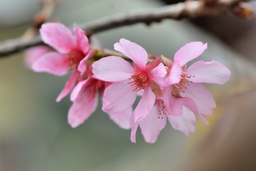 Fototapeta na wymiar Blooming Fuji cherry blossoms in Hsinchu, Taiwan.