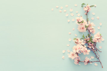 photo of spring white cherry blossom tree on pastel blue wooden background. View from above, flat lay