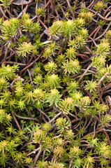 Sedum forsterianum basionym green and yellow succulent plant