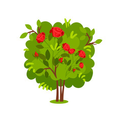 Green bush with bright red roses. Shrub with fragrant flowers. Summer season. Garden plant. Flat vector icon