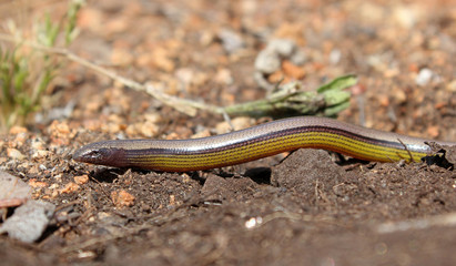Southern California Legless Lizard (Anniella stebbinsi)