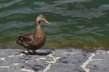 A duck model 2