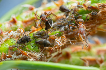 Symbiosis as wood ants, Formica guarding aphids on pine