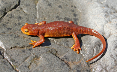 California Newt Taricha torosa
