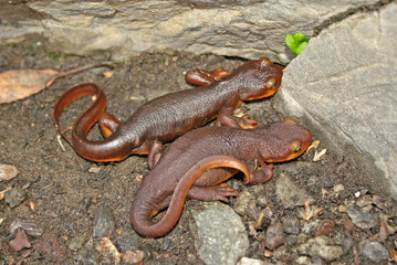 Fototapeta premium California Newts (Taricha torosa) pair