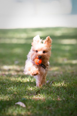 Yorkshire Terrier Puppy Playing Fetch in a Dog Park