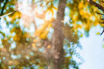 Blur nature bokeh green park by beach and tropical coconut trees