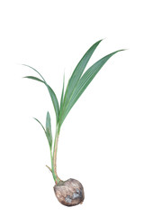 Sprout coconut growing isolated on white background with clipping path.