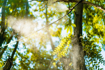 Blur nature bokeh green park by beach and tropical coconut trees
