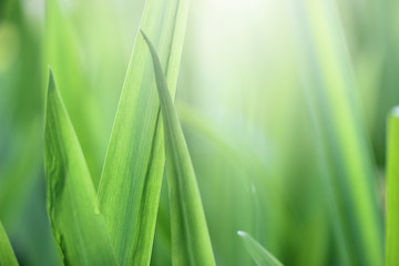 Beautiful nature background with close up green grass in summer or spring.