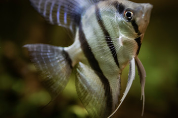 Golden betta fish on a fish tank close up