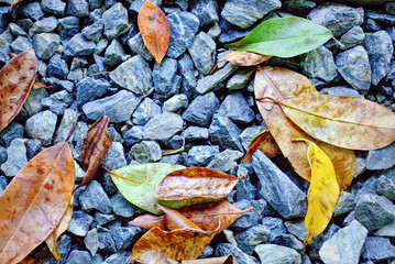 Full Frame Background of Stones and Leaves