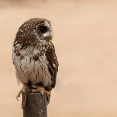 OWL BIG EYE 