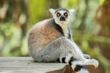 Lemur