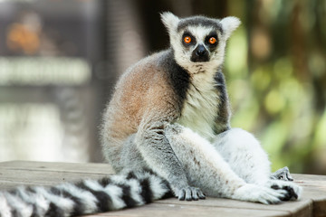 Lemur