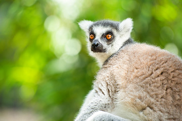 Lemur