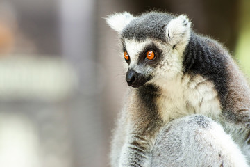 Lemur