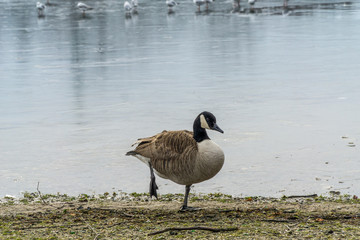 Canadian goose near to the water