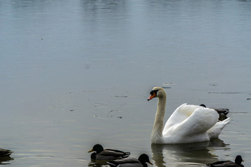 Naklejka premium White swan in water