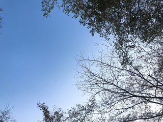 青空と木