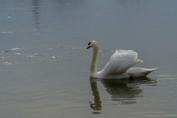 White swan in water