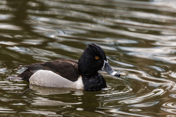 Wild duck on the water in bird sanctuary.