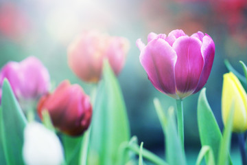Soft light spring flowers, Purple, red and yellow tulip flowers background, Selective focus.